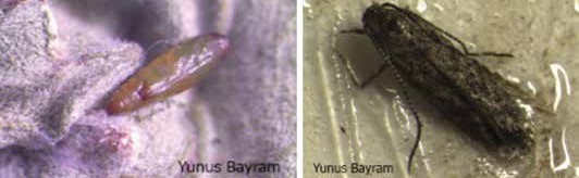 Domates güvesi pupası ve ergini